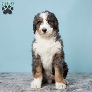 Rocky, Bernedoodle Puppy